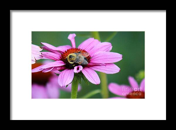 Pink Framed Print featuring the photograph Nature's Beauty 70 by Deena Withycombe
