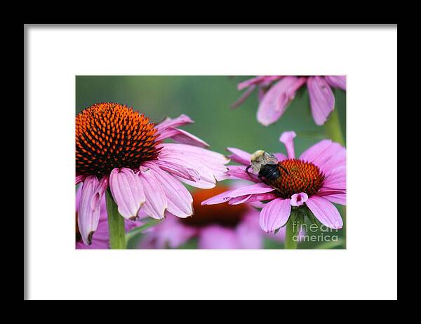 Pink Framed Print featuring the photograph Nature's Beauty 71 by Deena Withycombe
