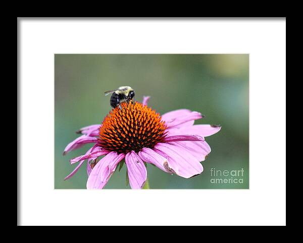 Pink Framed Print featuring the photograph Nature's Beauty 72 by Deena Withycombe