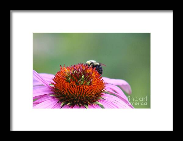 Pink Framed Print featuring the photograph Nature's Beauty 73 by Deena Withycombe