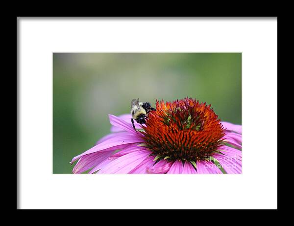 Pink Framed Print featuring the photograph Nature's Beauty 76 by Deena Withycombe