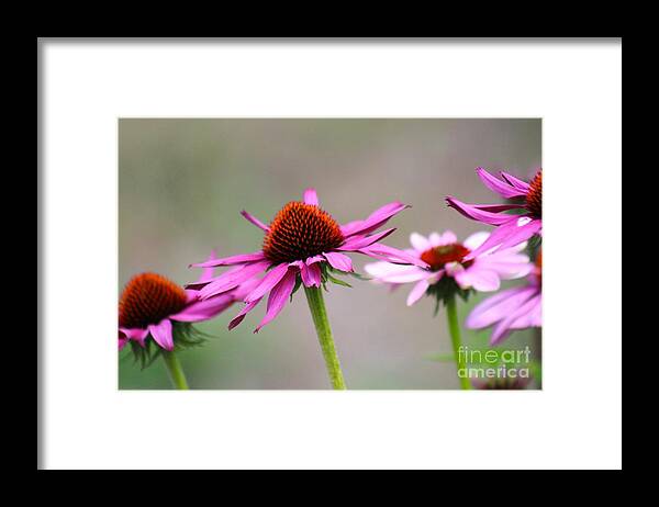 Pink Framed Print featuring the photograph Nature's Beauty 81 by Deena Withycombe