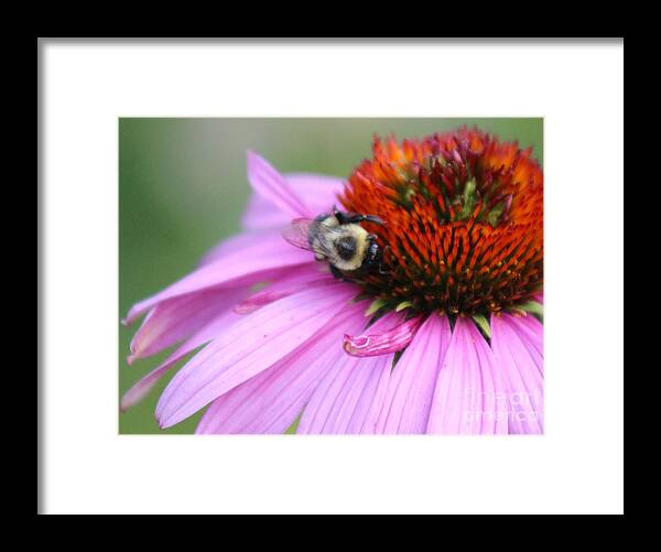 Pink Framed Print featuring the photograph Nature's Beauty 82 by Deena Withycombe