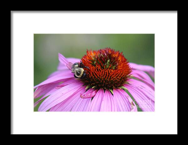 Pink Framed Print featuring the photograph Nature's Beauty 84 by Deena Withycombe