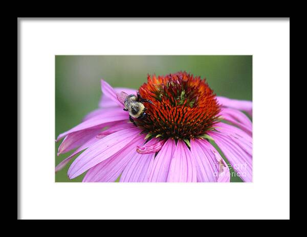 Pink Framed Print featuring the photograph Nature's Beauty 85 by Deena Withycombe