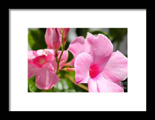 Pink Framed Print featuring the photograph Nature's Beauty 9 by Deena Withycombe
