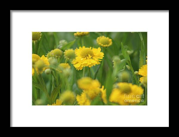 Yellow Framed Print featuring the photograph Nature's Beauty 91 by Deena Withycombe