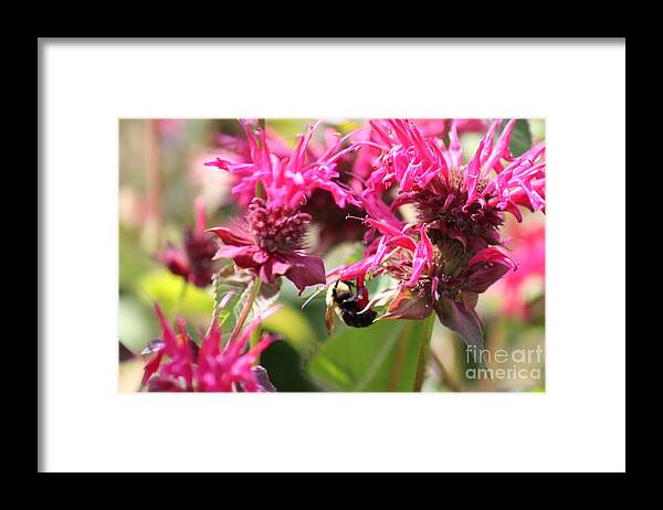 Pink Framed Print featuring the photograph Nature's Beauty 99 by Deena Withycombe