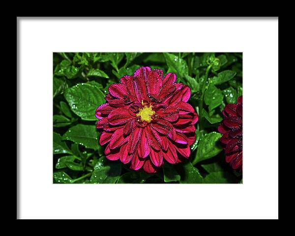 Dahlia Framed Print featuring the photograph Natures Crystal - Dewdrop Dahlia 002 by George Bostian