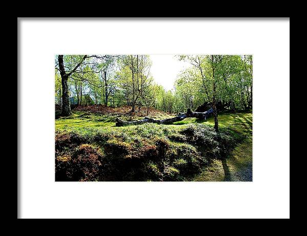 Trees Framed Print featuring the photograph Nature's Cycle by HweeYen Ong