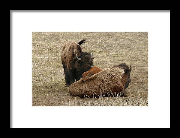Bison Framed Print featuring the photograph Nature's Pillow Top by Ronnie And Frances Howard