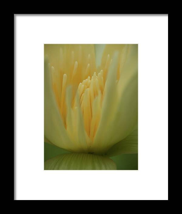 Flowers Framed Print featuring the photograph Natures Reflection by Stewart Helberg