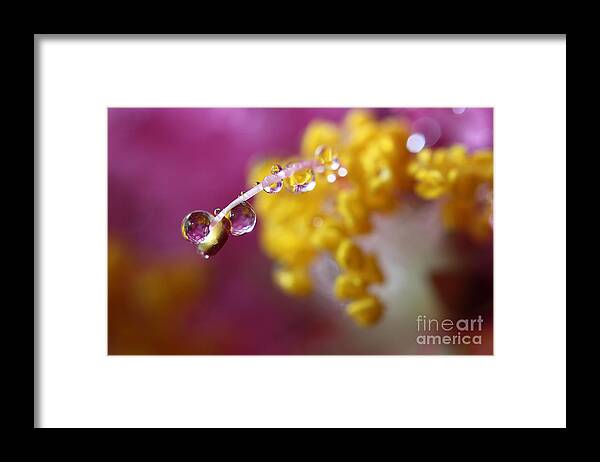 Water Drops Framed Print featuring the photograph Natures Secrets Hide Among The Droplets by Mike Eingle