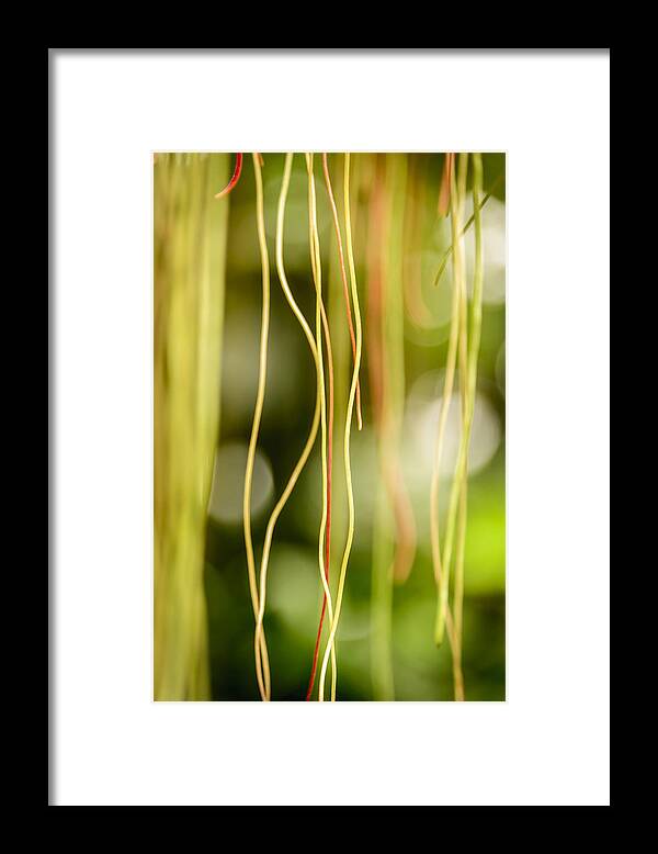 Nature Framed Print featuring the photograph Nature's Strings by Robert Mitchell