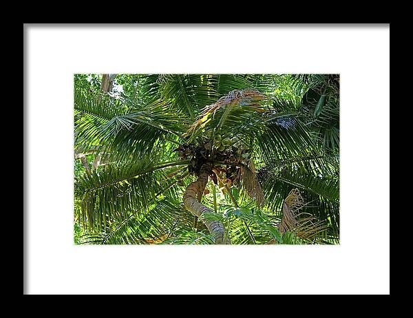 Palm Tree Framed Print featuring the photograph Nature's Umbrella by Michiale Schneider