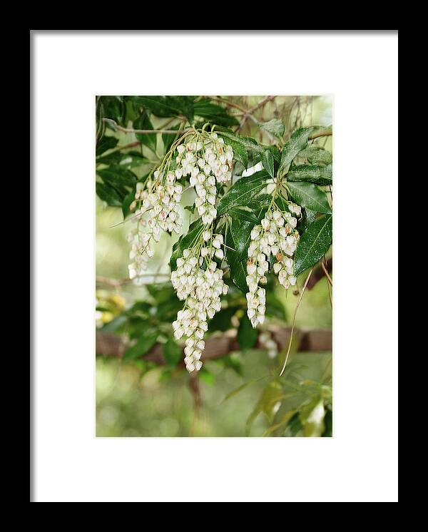 Nature Framed Print featuring the photograph Natures Weep by Tazz Anderson