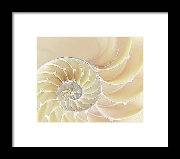 Nautilus Shell Framed Print featuring the photograph Nautilus Natural Cream Spiral by Gill Billington