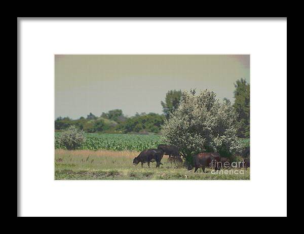 Nebraska Farm Life Framed Print featuring the photograph Nebraska Farm Life - Black Cows Grazing by Colleen Cornelius