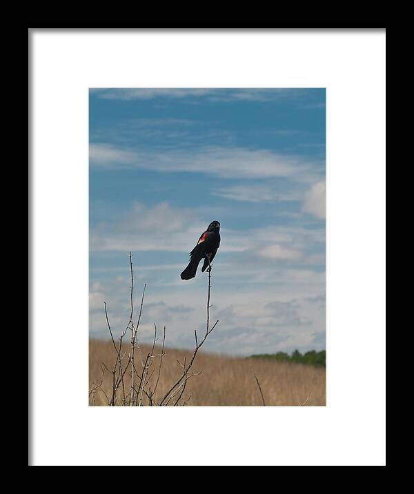 Nebraska Framed Print featuring the photograph Nebraska Red-Winged Black Bird by Joshua House