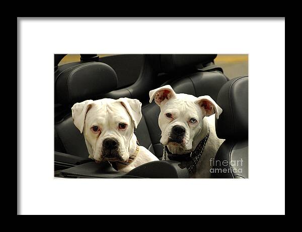 Dogs Framed Print featuring the photograph Need a Lift by Marc Bittan