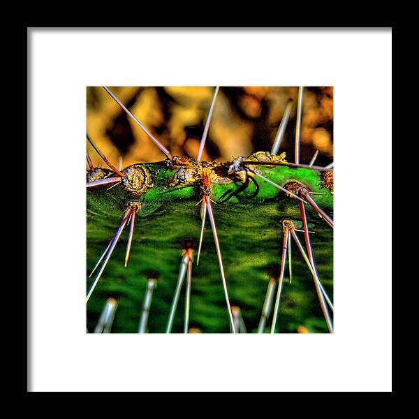 Cactus Framed Print featuring the photograph Needles by David Patterson