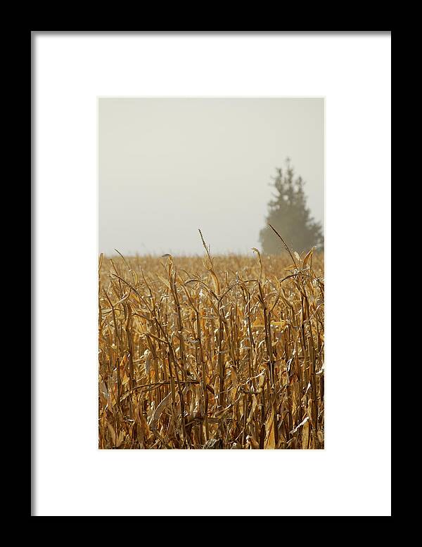 Pines Framed Print featuring the photograph Neighborhood Pines by Troy Stapek