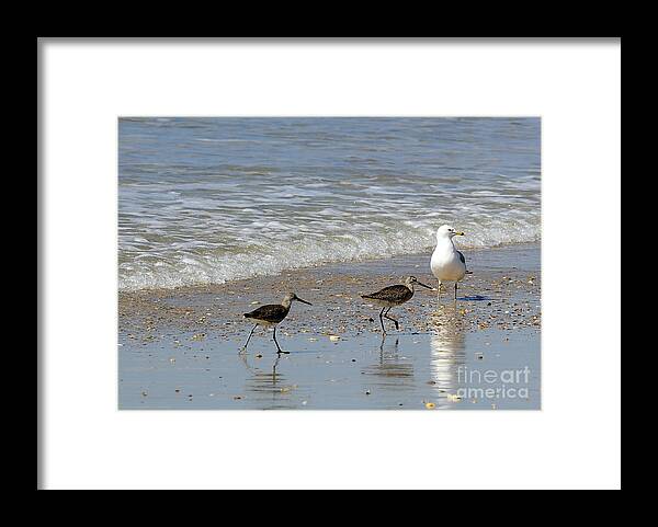 Birds Framed Print featuring the photograph Outer Banks OBX #11 by Buddy Morrison