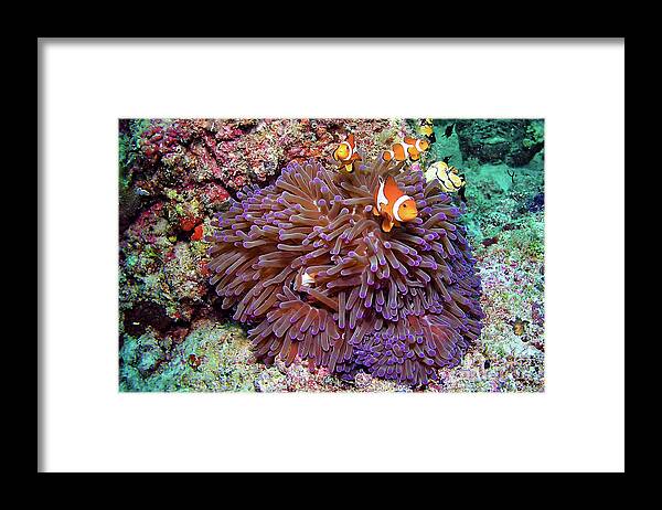 Anemonen Framed Print featuring the photograph Nemo's home by Joerg Lingnau