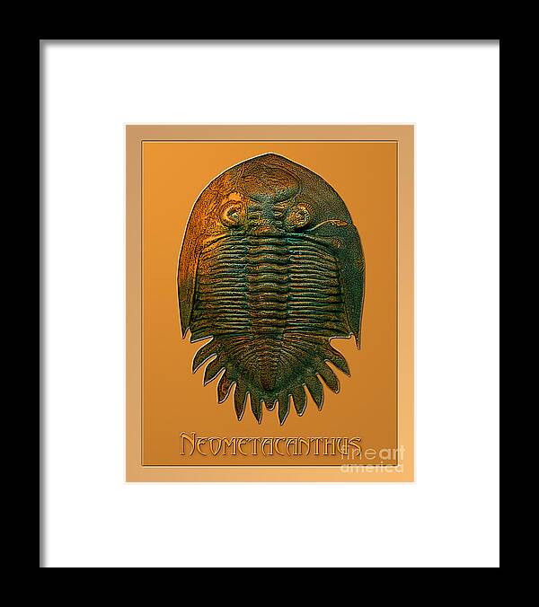 Trilobite Fossil Ancient Colorful Exotic Paleontology Marine Prehistoric Unique Cool Awesome Framed Print featuring the photograph Neometacanthus fossil trilobite by Melissa A Benson