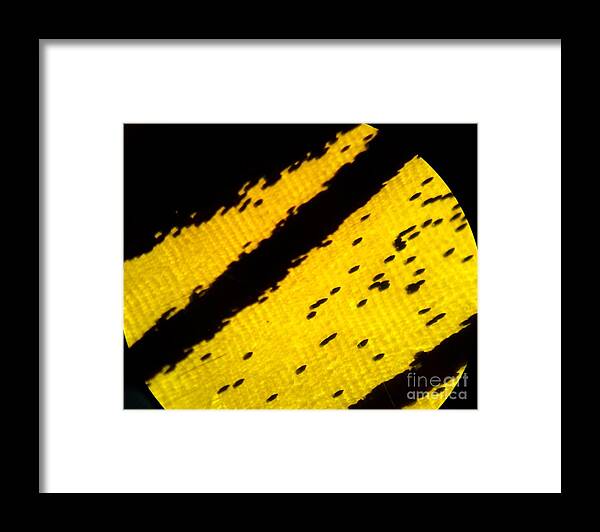 Scale Framed Print featuring the photograph Neon Birdwing Butterfly by KD Johnson