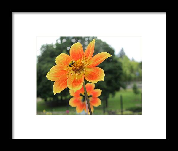 Flower Framed Print featuring the photograph Neon Orange Flower by Cindy Kellogg