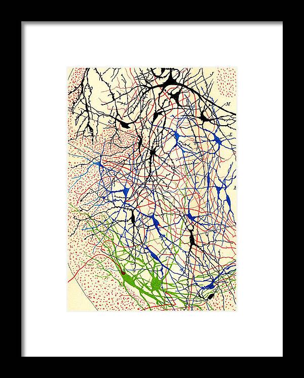 History Framed Print featuring the photograph Nerve Cells Santiago Ramon y Cajal by Science Source