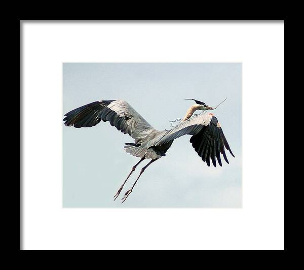 Woodstork Framed Print featuring the photograph Nest Building II by Sandy Poore
