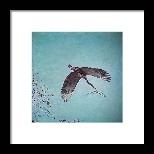 Heron Framed Print featuring the photograph Nesting Heron in Flight by Peggy Collins