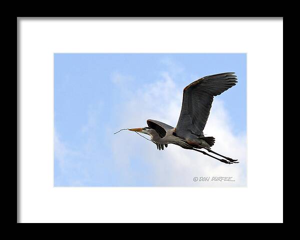 Great Blue Heron Framed Print featuring the photograph Nesting Material by Don Durfee