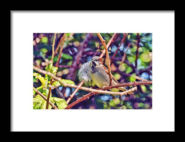 Reifel Framed Print featuring the photograph Nesting Sparrow by Lawrence Christopher