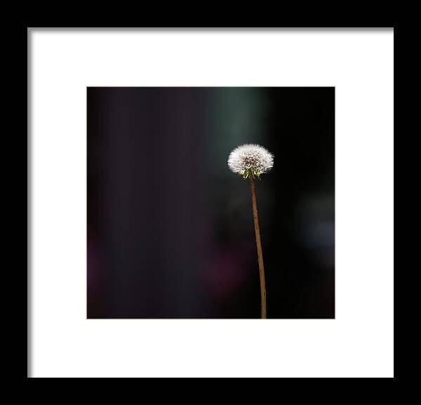 Dandelion Framed Print featuring the photograph Never Stop Wishing by Cynthia Wolfe