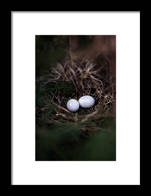 Egg Framed Print featuring the photograph New Birth by Parker Cunningham