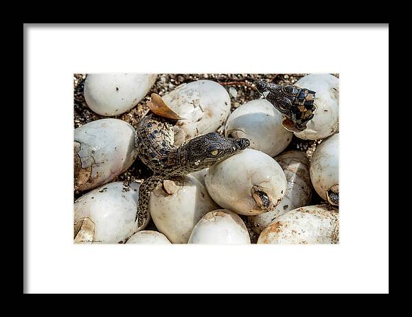 Danger Framed Print featuring the photograph Welcome to the world by Arik Baltinester