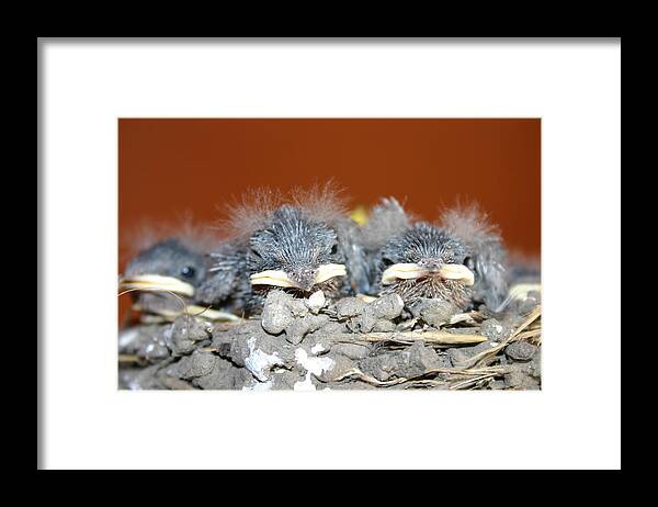 New Born Sparrow's Framed Print featuring the photograph New Fuzz by Kevin Dunham