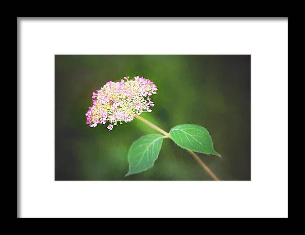 Nature Framed Print featuring the photograph New Hydrangea Bloom by Sharon McConnell