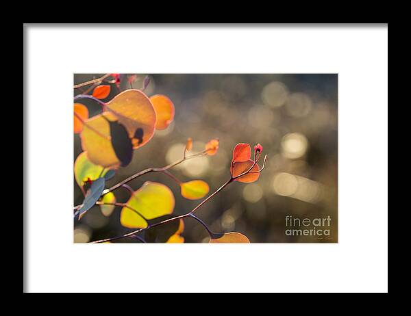 Leaf Framed Print featuring the photograph New Leaves 2 by Linda Lees