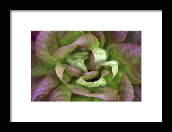 Lettuce Framed Print featuring the photograph New Lettuce by Joseph Skompski
