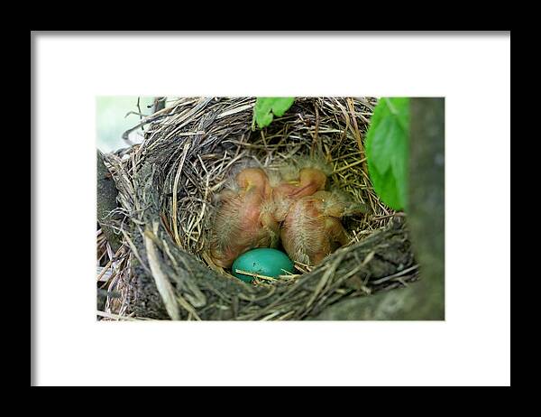 New Life Framed Print featuring the photograph New Life by DiDesigns Graphics