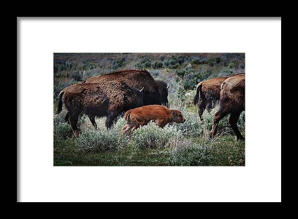 Animals Framed Print featuring the photograph New life on the prairie by John Christopher