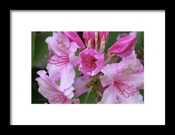 Rhododendron Framed Print featuring the photograph New Rhododendron Bloom by Jeanette C Landstrom