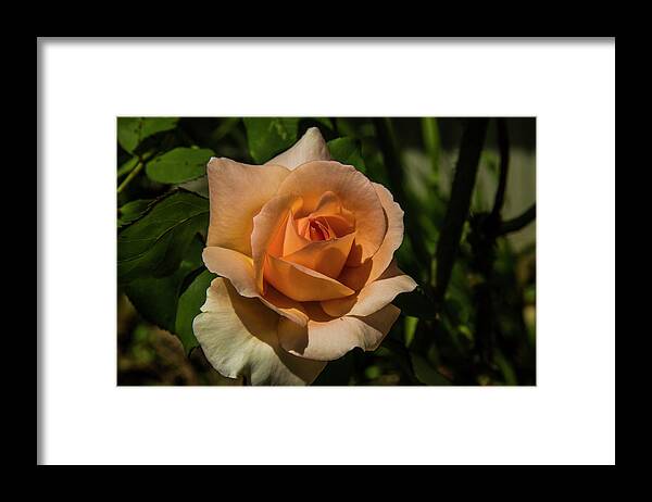 Rose Framed Print featuring the photograph New Rose by Doug Scrima