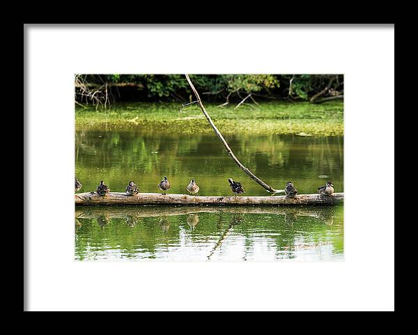 Heron Heaven Framed Print featuring the photograph New Wood Ducks On A Log by Ed Peterson