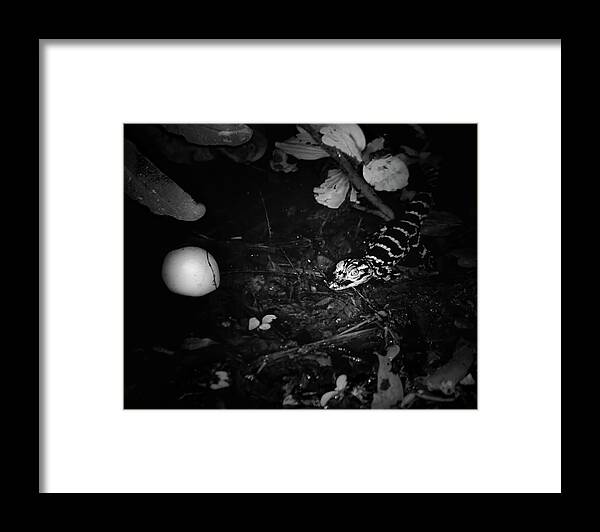 Alligator Framed Print featuring the photograph Newborn Baby Alligator by Mark Andrew Thomas