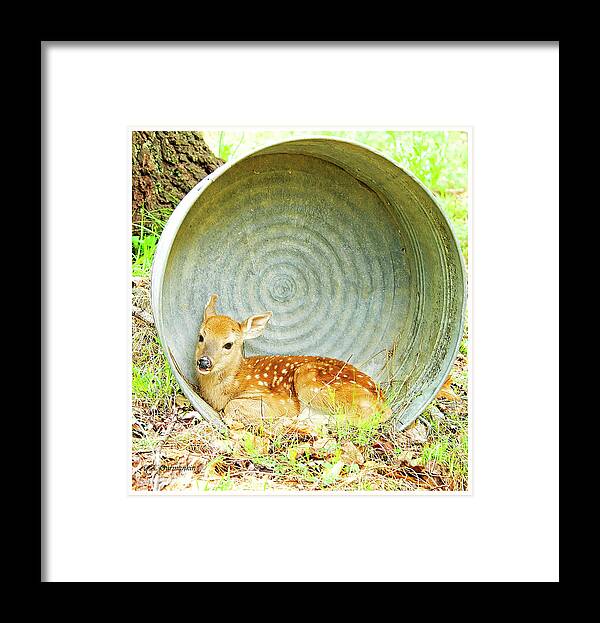 Fawn Framed Print featuring the photograph Newborn Fawn finds Shelter in an Old Washtub by A Macarthur Gurmankin
